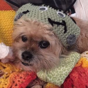 Meet your Posher, Dawn